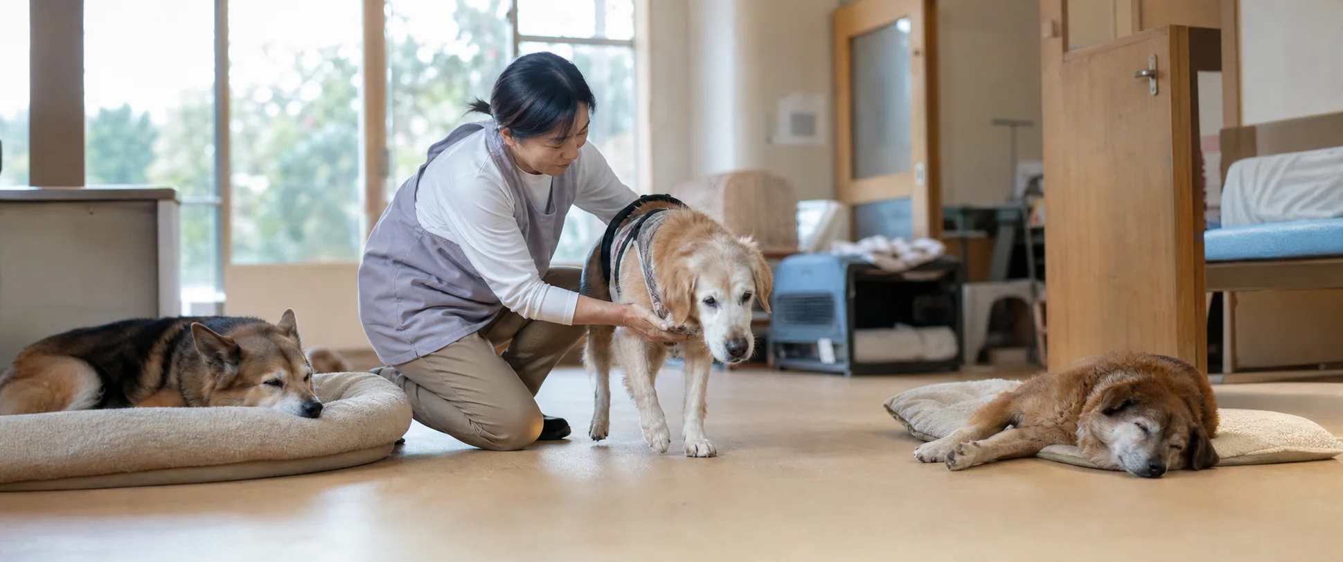 譲受飼養業の現場を表す実写イメージ