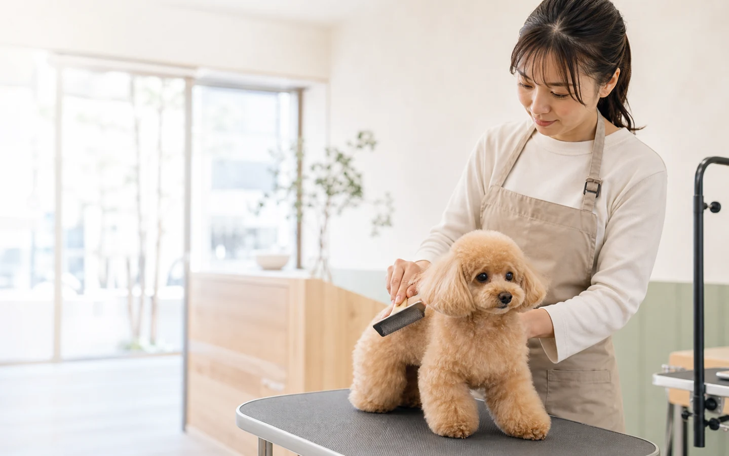 小型犬をやさしくケアするトリマー